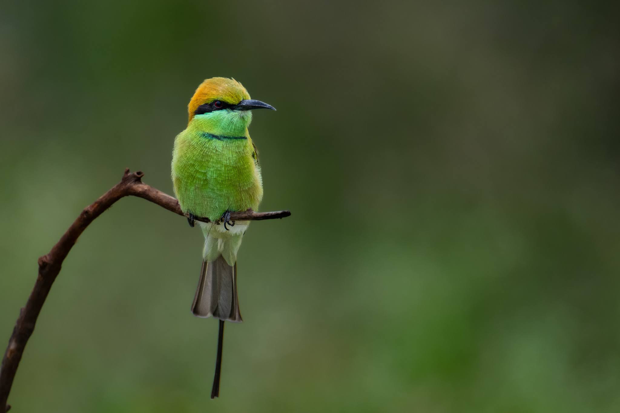 Bee-eater