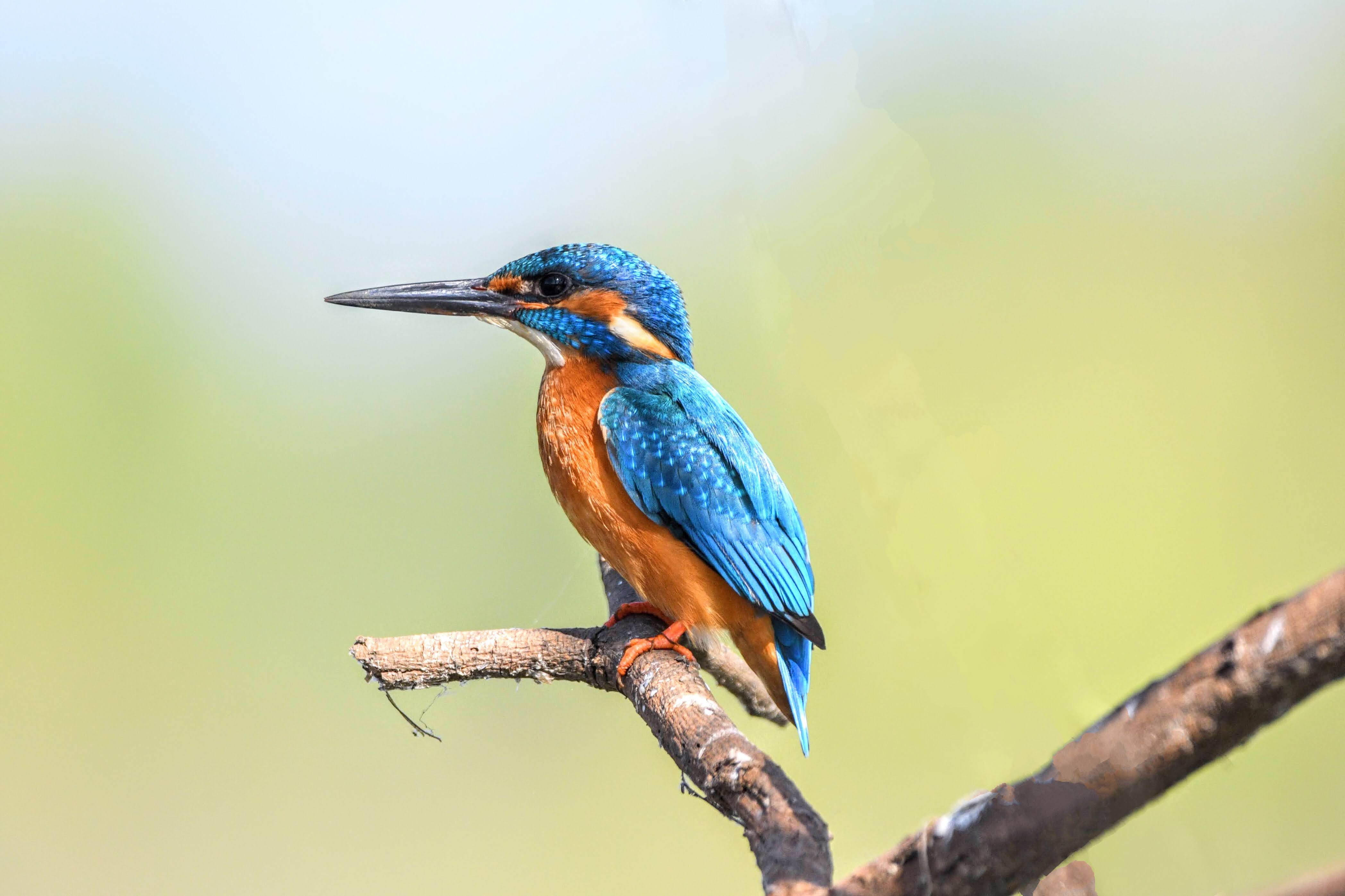 Kingfisher