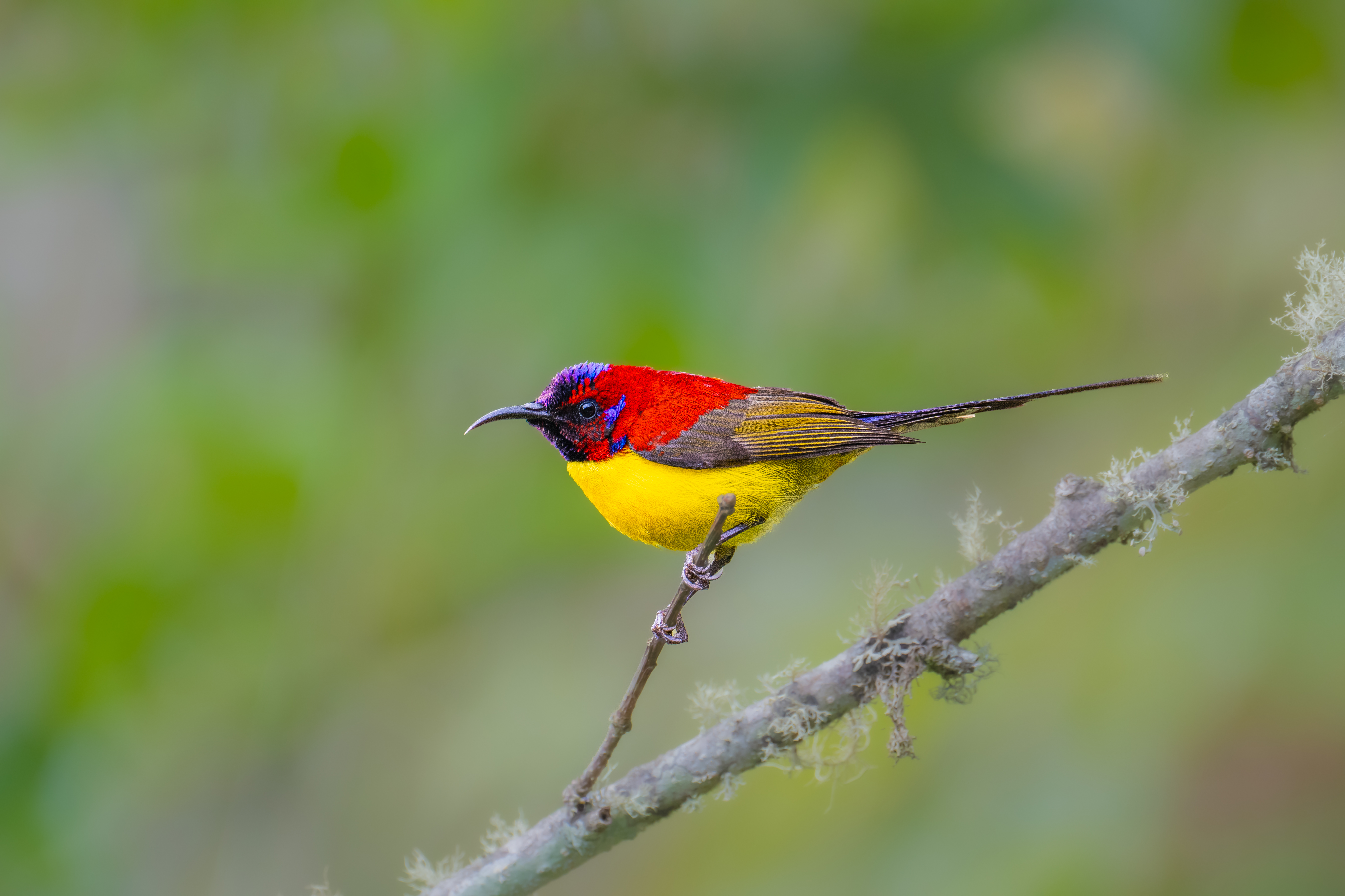 Sunbird