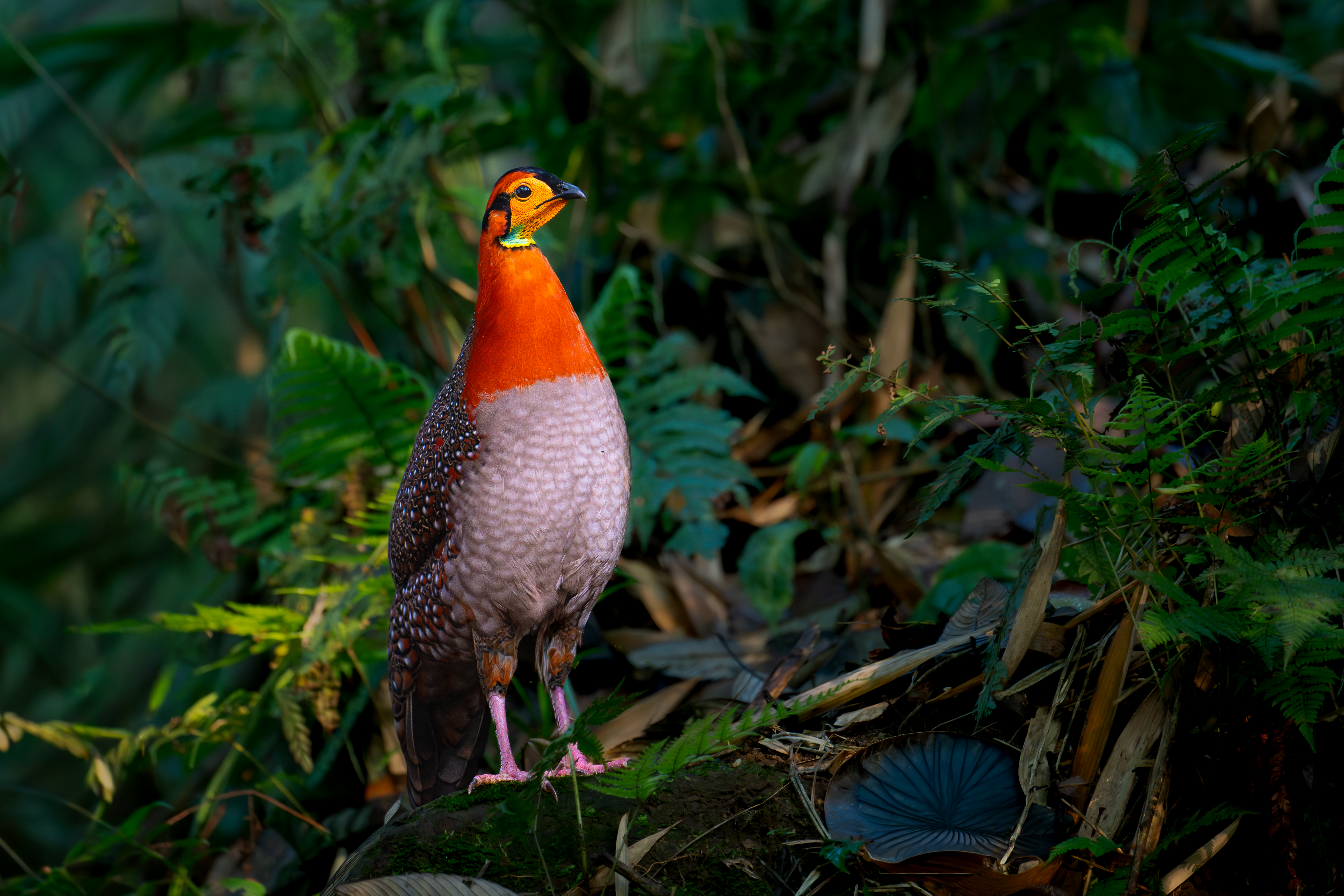 Blyth's Tragopan